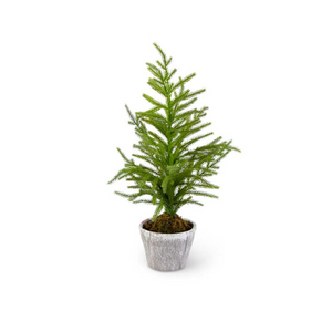 22" Pine Tree in Pot