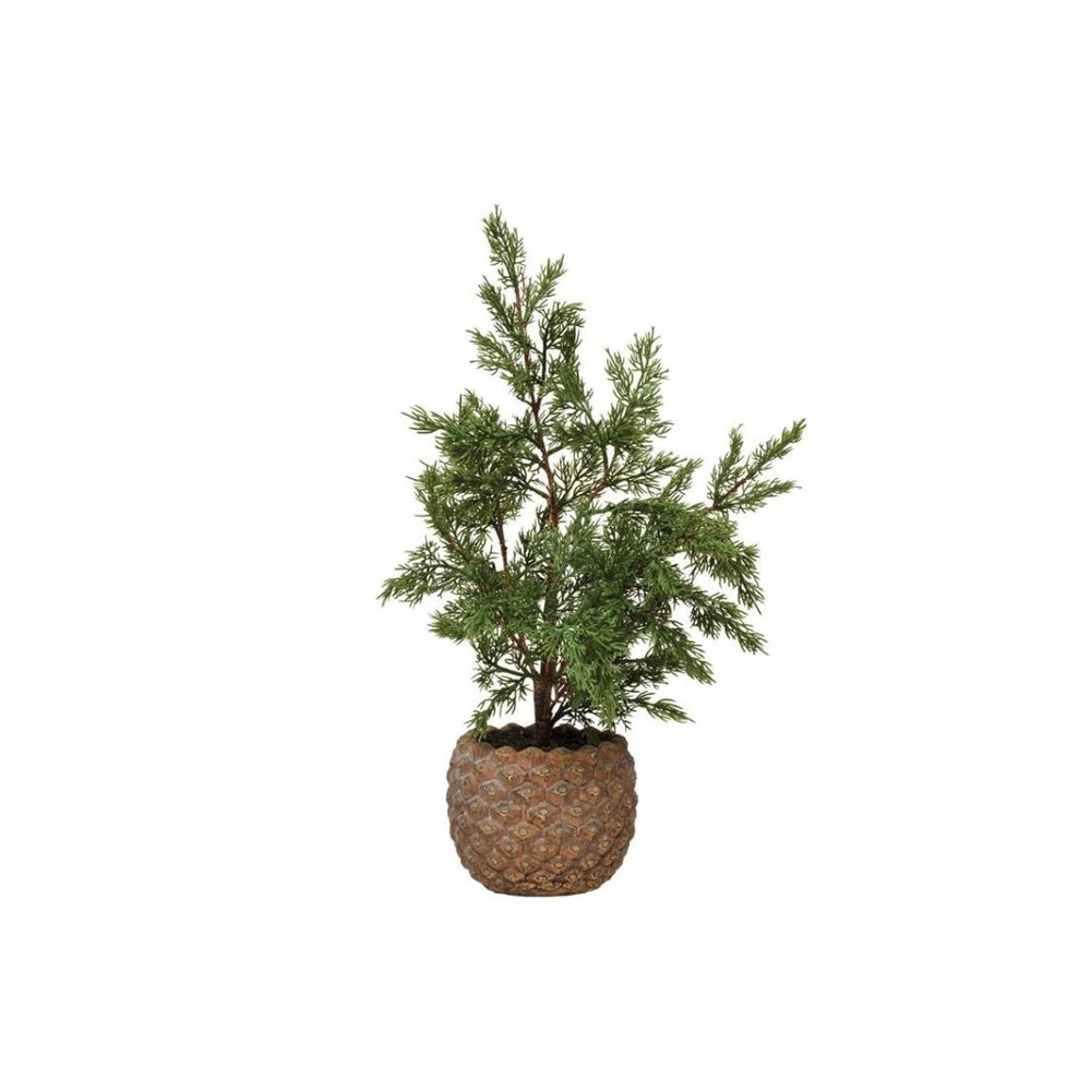 Cypress Tree in Pinecone Pot